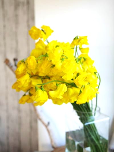 染めのスイートピー