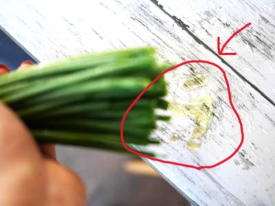 染めのスイートピー