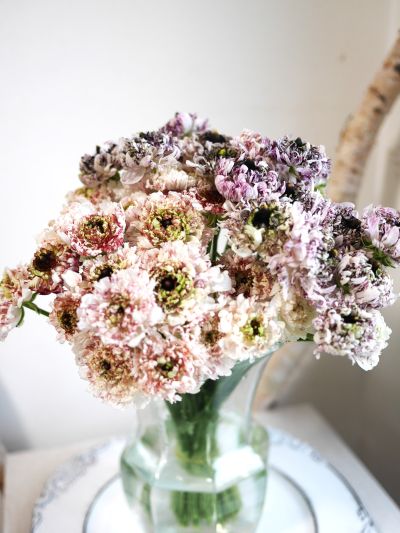 ラナンキュラスの花辞典