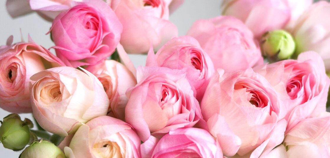 ラナンキュラスの花辞典