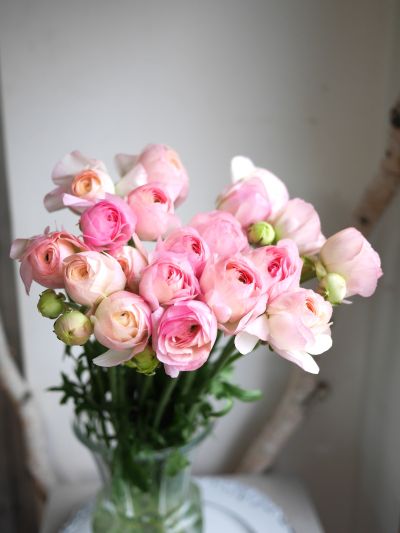 ラナンキュラスの花辞典