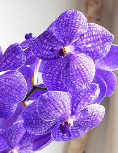 フラワーアレンジメント教室